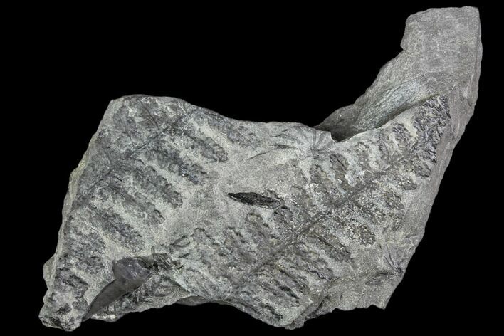 Pennsylvanian Fossil Fern (Lyginopteris) - Alabama #112740